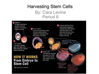 Harvesting Stem Cells By: Cara Levine Period 6 
