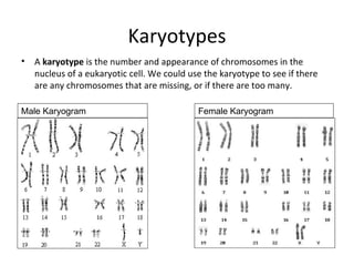 Karyotypes A  karyotype  is the number and appearance of chromosomes in the nucleus of a eukaryotic cell. We could use the karyotype to see if there are any chromosomes that are missing, or if there are too many. Male Karyogram Female Karyogram 