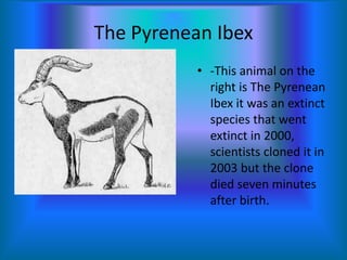 The Pyrenean Ibex-This animal on the right is The Pyrenean Ibex it was an extinct species that went extinct in 2000, scientists cloned it in 2003 but the clone died seven minutes after birth.