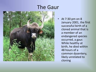 The GaurAt 7:30 pm on 8 January 2001, the first successful birth of a cloned animal that is a member of an endangered species occurred, a gaur. While healthy at birth, he died within 48 hours of a common dysentery, likely unrelated to cloning