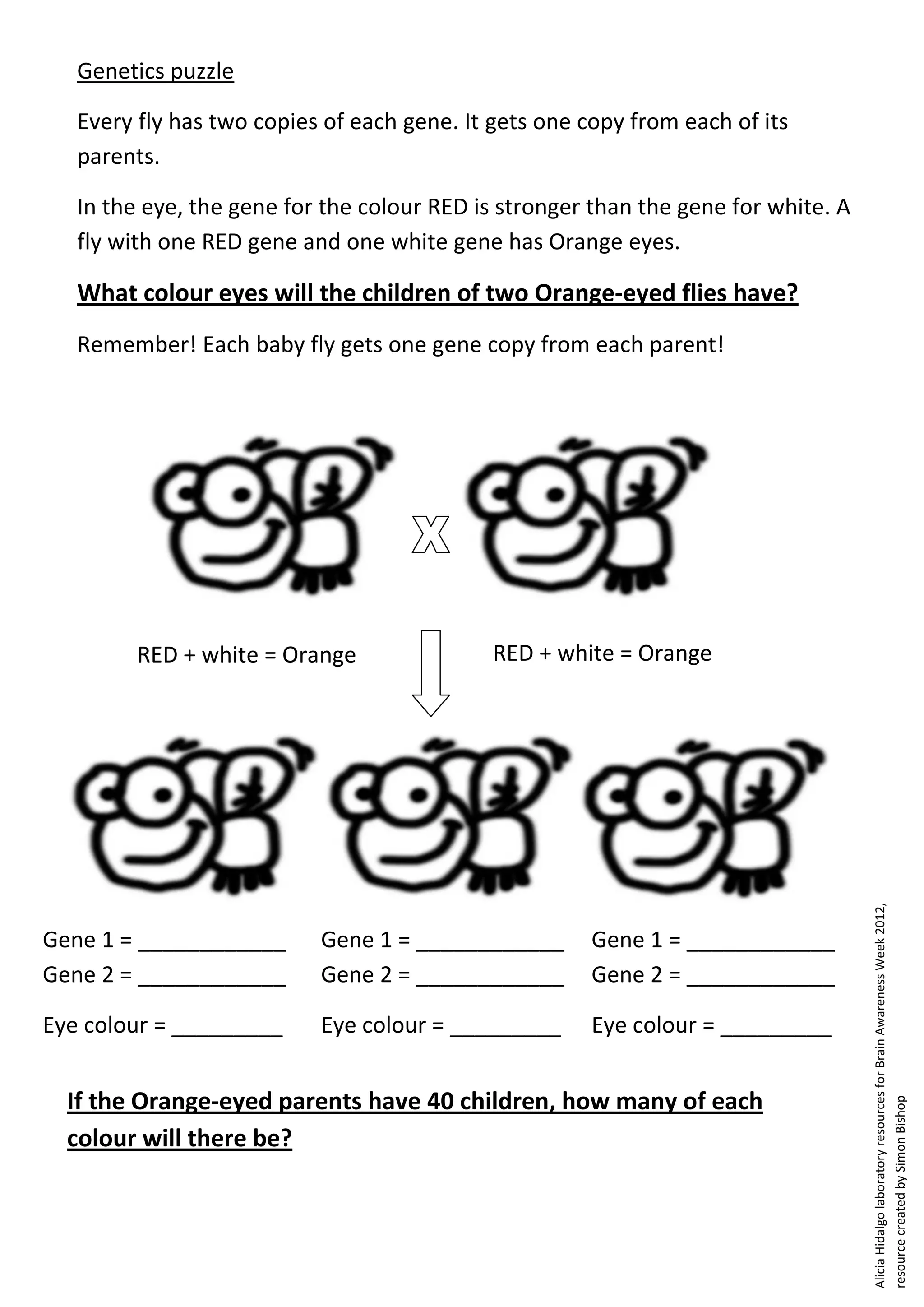 Genetics puzzle | PDF
