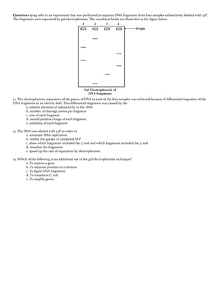 Questions 12-14 refer to an experiment that was performed to separate DNA fragments from four samples radioactively labeled with 32P.
The fragments were separated by gel electrophoresis. The visualized bands are illustrated in the figure below.
12. The electrophoretic separation of the pieces of DNA in each of the four samples was achieved because of differential migration of the
DNA fragments in an electric field. This differential migration was caused by the
a. relative amounts of radioactivity in the DNA
b. number of cleavage points per fragment
c. size of each fragment
d. overall positive charge of each fragment
e. solubility of each fragment
13. The DNA was labeled with 32P in order to
a. stimulate DNA replication
b. inhibit the uptake of unlabeled ATP
c. show which fragments included the 5' end and which fragments included the 3' end
d. visualize the fragments
e. speed up the rate of separation by electrophoresis
14. Which of the following is an additional use of the gel electrophoresis technique?
a. To express a gene
b. To separate proteins in a mixture
c. To ligate DNA fragments
d. To transform E. coli
e. To amplify genes
 