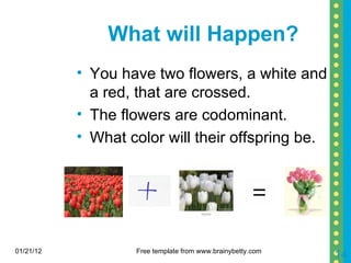 What will Happen? You have two flowers, a white and a red, that are crossed. The flowers are codominant. What color will their offspring be. 01/21/12 Free template from www.brainybetty.com 