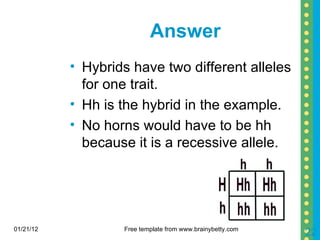 Answer Hybrids have two different alleles for one trait.  Hh is the hybrid in the example. No horns would have to be hh because it is a recessive allele. 01/21/12 Free template from www.brainybetty.com 