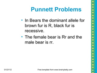 Punnett Problems In Bears the dominant allele for brown fur is R, black fur is recessive. The female bear is Rr and the male bear is rr. 01/21/12 Free template from www.brainybetty.com 