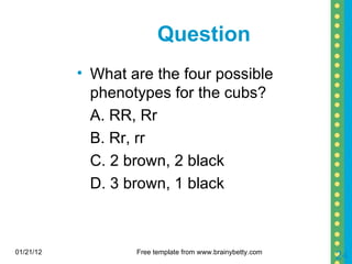 Question What are the four possible phenotypes for the cubs? A. RR, Rr B. Rr, rr C. 2 brown, 2 black D. 3 brown, 1 black 01/21/12 Free template from www.brainybetty.com 