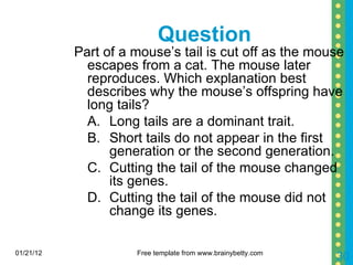 Question Part of a mouse’s tail is cut off as the mouse escapes from a cat. The mouse later reproduces. Which explanation best describes why the mouse’s offspring have long tails? A. Long tails are a dominant trait. B. Short tails do not appear in the first  generation or the second generation. C. Cutting the tail of the mouse changed  its genes. D. Cutting the tail of the mouse did not  change its genes. 01/21/12 Free template from www.brainybetty.com 