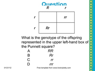 Question 01/21/12 Free template from www.brainybetty.com What is the genotype of the offspring represented in the upper left-hand box of the Punnett square? A RR B Rr C rr D rrr 