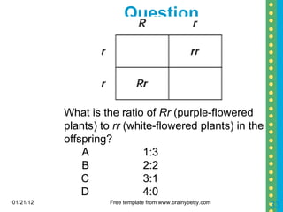 Question 01/21/12 Free template from www.brainybetty.com What is the ratio of  Rr  (purple-flowered plants) to  rr  (white-flowered plants) in the offspring? A 1:3 B 2:2 C 3:1 D 4:0 