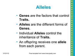 Alleles Genes  are the factors that control  Traits. Alleles  are the different forms of  Genes . Individual  Alleles  control the inheritance of  Traits. An offspring receives one  allele  from each parent. 01/21/12 Free template from www.brainybetty.com 