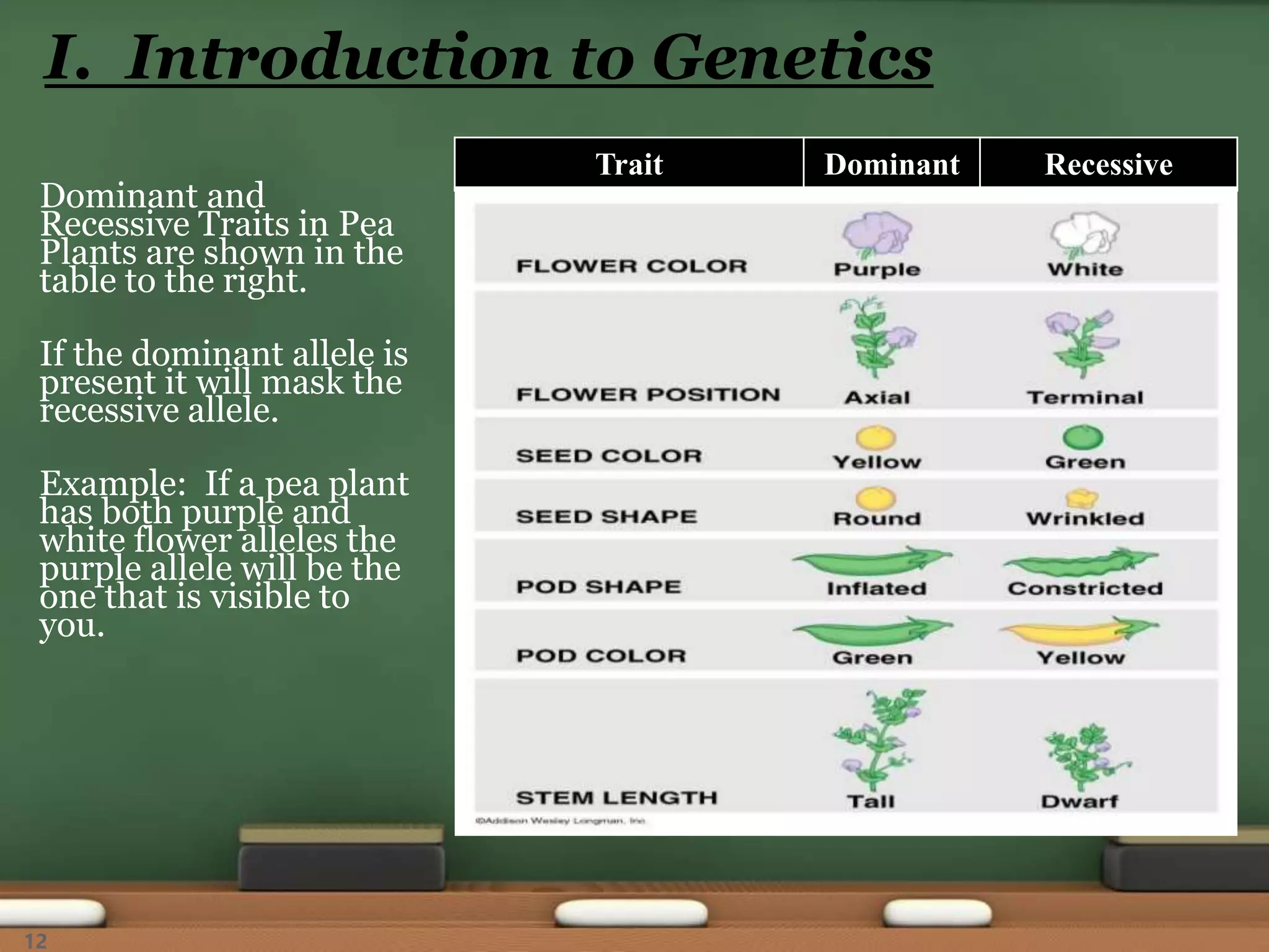 Trait Dominant Recessive
Dominant and
Recessive Traits in Pea
Plants are shown in the
table to the right.
If the dominant allele is
present it will mask the
recessive allele.
Example: If a pea plant
has both purple and
white flower alleles the
purple allele will be the
one that is visible to
you.
I. Introduction to Genetics
12
 