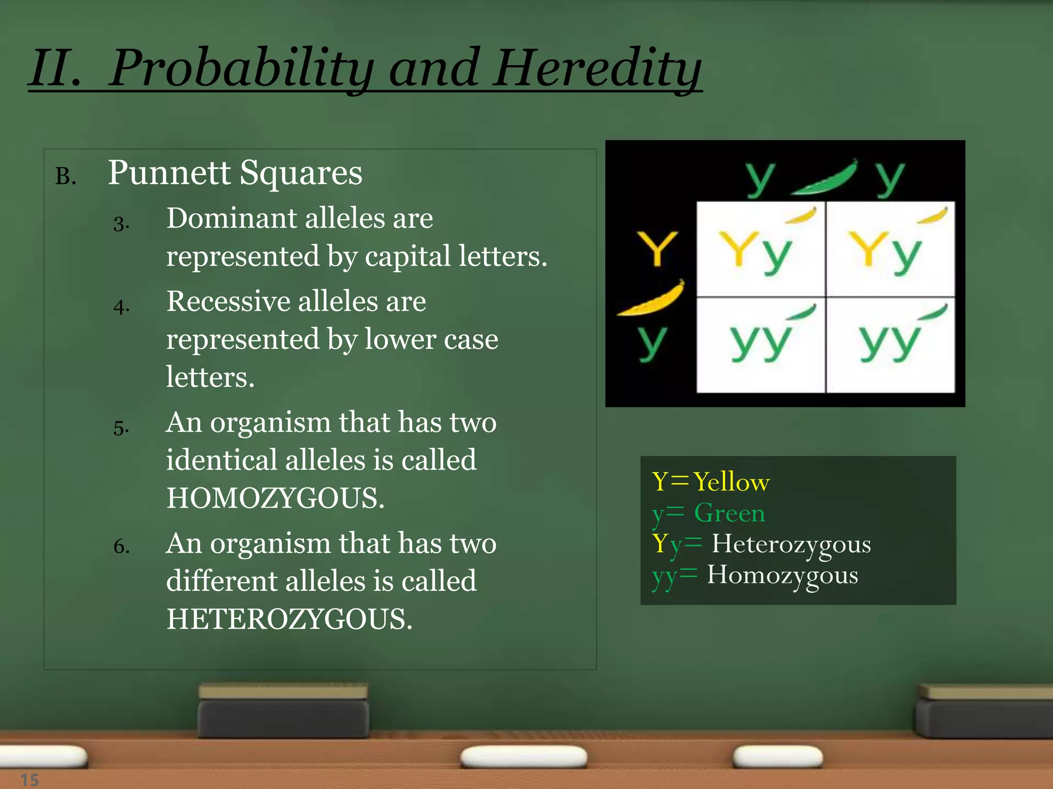 B. Punnett Squares
3. Dominant alleles are
represented by capital letters.
4. Recessive alleles are
represented by lower case
letters.
5. An organism that has two
identical alleles is called
HOMOZYGOUS.
6. An organism that has two
different alleles is called
HETEROZYGOUS.
II. Probability and Heredity
Y=Yellow
y= Green
Yy= Heterozygous
yy= Homozygous
15
 
