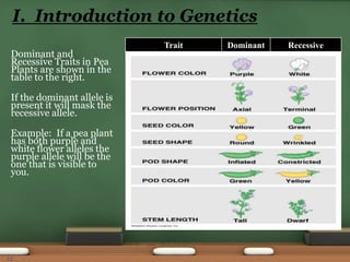 Trait Dominant Recessive
Dominant and
Recessive Traits in Pea
Plants are shown in the
table to the right.
If the dominant allele is
present it will mask the
recessive allele.
Example: If a pea plant
has both purple and
white flower alleles the
purple allele will be the
one that is visible to
you.
I. Introduction to Genetics
12
 
