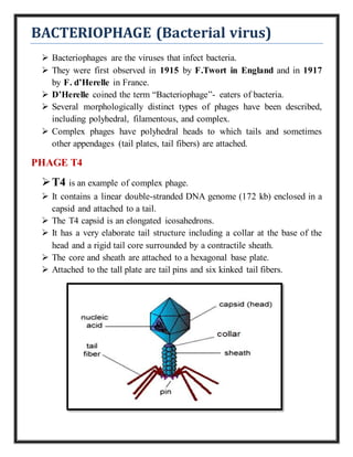 Viruses and their genetic system | DOCX