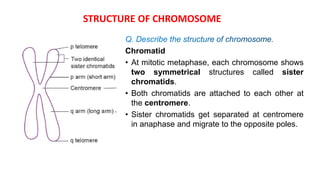 Chromatid
• At mitotic metaphase, each chromosome shows
two symmetrical structures called sister
chromatids.
• Both chromatids are attached to each other at
the centromere.
• Sister chromatids get separated at centromere
in anaphase and migrate to the opposite poles.
STRUCTURE OF CHROMOSOME
 