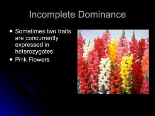 Incomplete Dominance Sometimes two traits are concurrently expressed in heterozygotes Pink Flowers 
