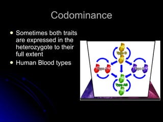 Codominance Sometimes both traits are expressed in the heterozygote to their full extent Human Blood types 