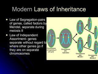 Modern  Laws of Inheritance Law of Segregation-pairs of genes, called factors by Mendel, separate during meiosis II Law of Independent Assortment- genes separate without regard to where other genes go if they are on separate chromosomes 