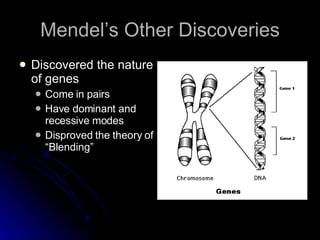 Mendel’s Other Discoveries Discovered the nature of genes Come in pairs Have dominant and recessive modes Disproved the theory of “Blending” 