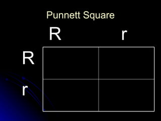 Punnett Square R r R  r 