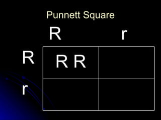 Punnett Square R r R  r R R 