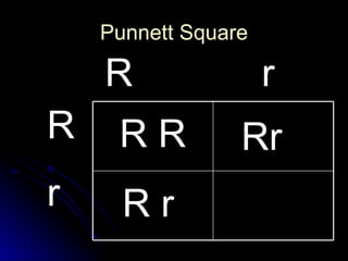 Punnett Square R r R  r R R Rr R r 