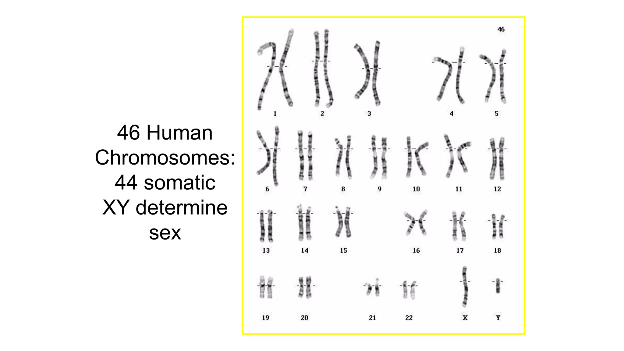46 Human
Chromosomes:
44 somatic
XY determine
sex
 