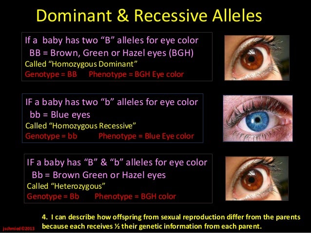 Genetics unit notes