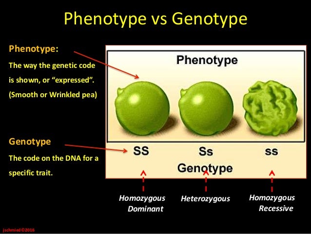 Genetics unit notes
