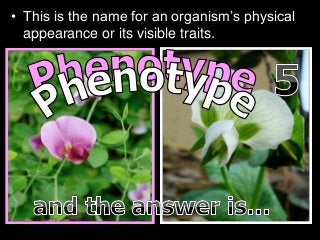 • This is the name for an organism’s physical
appearance or its visible traits.
 