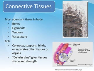 Connective Tissues
Most abundant tissue in body
• Bones
• Ligaments
• Tendons
• Vasculature
Role
• Connects, supports, bin...
