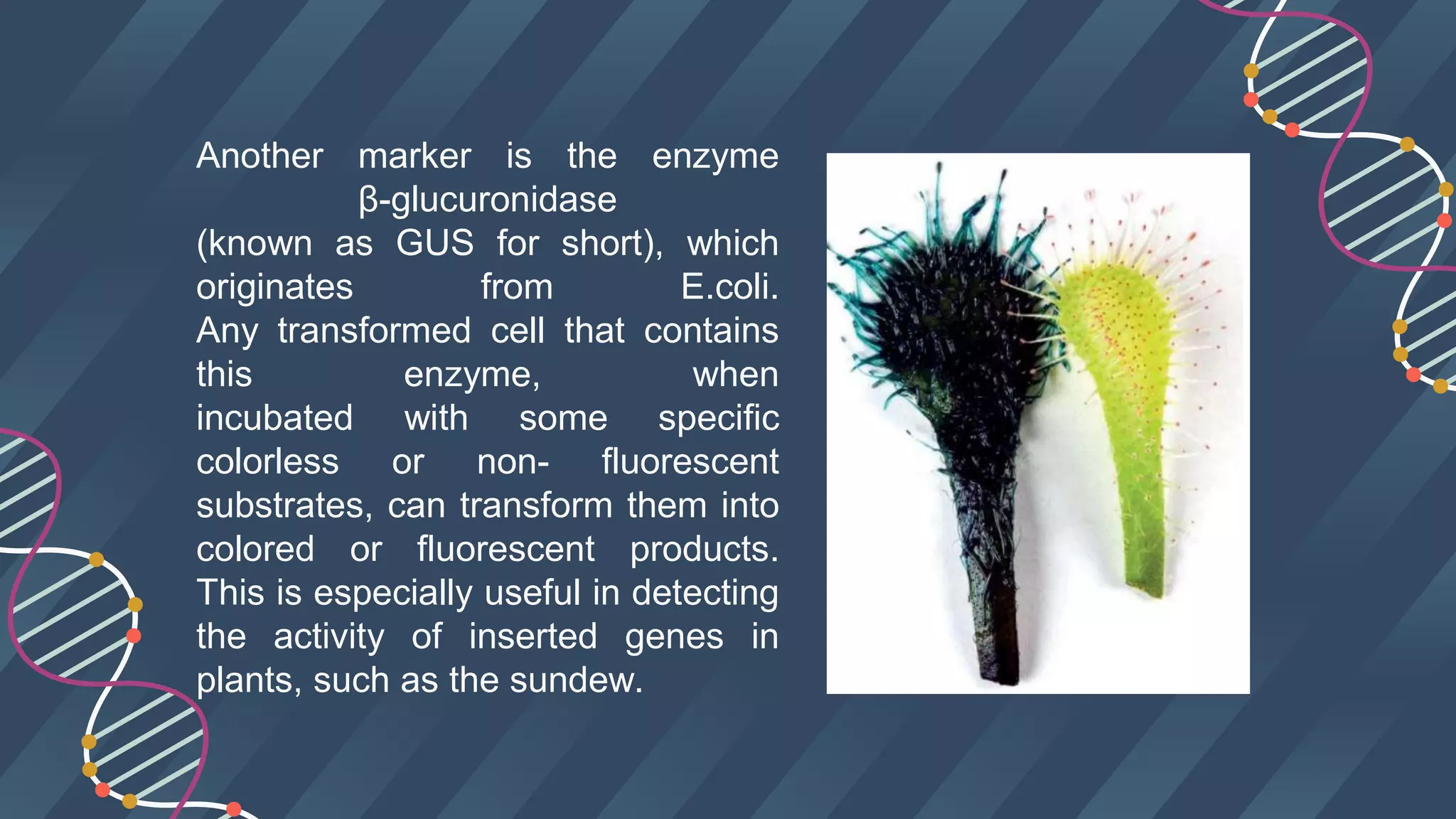 Another marker is the enzyme
β-glucuronidase
(known as GUS for short), which
originates from E.coli.
Any transformed cell that contains
this enzyme, when
incubated with some specific
colorless or non- fluorescent
substrates, can transform them into
colored or fluorescent products.
This is especially useful in detecting
the activity of inserted genes in
plants, such as the sundew.
 
