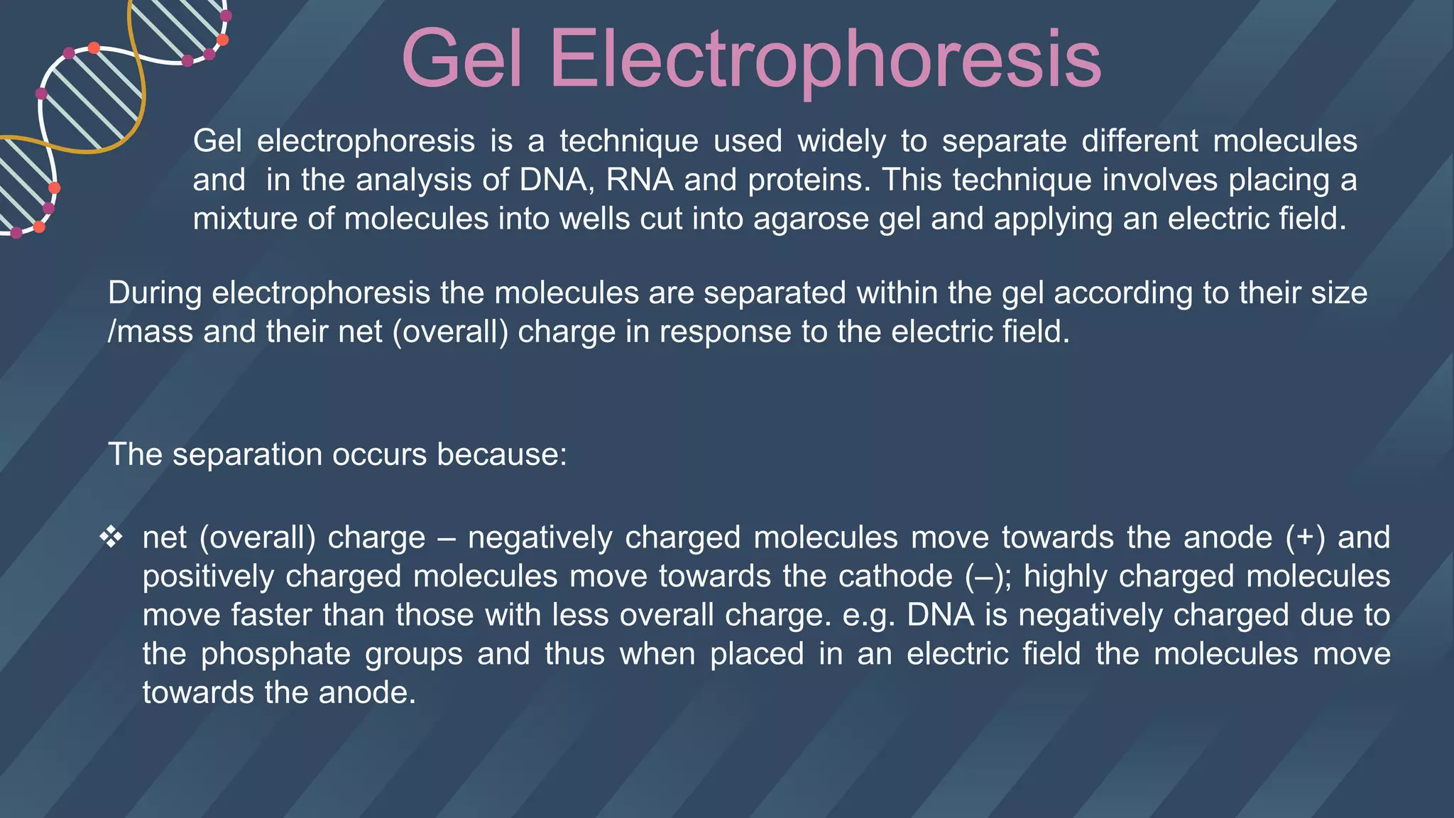 Gel electrophoresis is a technique used widely to separate different molecules
and in the analysis of DNA, RNA and proteins. This technique involves placing a
mixture of molecules into wells cut into agarose gel and applying an electric field.
During electrophoresis the molecules are separated within the gel according to their size
/mass and their net (overall) charge in response to the electric field.
The separation occurs because:
 net (overall) charge – negatively charged molecules move towards the anode (+) and
positively charged molecules move towards the cathode (–); highly charged molecules
move faster than those with less overall charge. e.g. DNA is negatively charged due to
the phosphate groups and thus when placed in an electric field the molecules move
towards the anode.
 