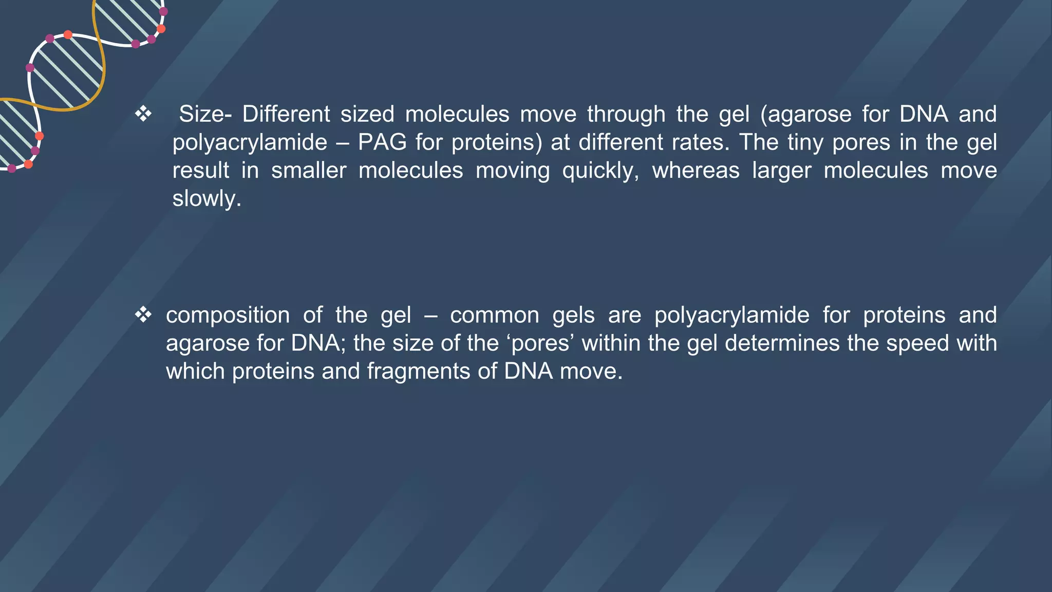  Size- Different sized molecules move through the gel (agarose for DNA and
polyacrylamide – PAG for proteins) at different rates. The tiny pores in the gel
result in smaller molecules moving quickly, whereas larger molecules move
slowly.
 composition of the gel – common gels are polyacrylamide for proteins and
agarose for DNA; the size of the ‘pores’ within the gel determines the speed with
which proteins and fragments of DNA move.
 