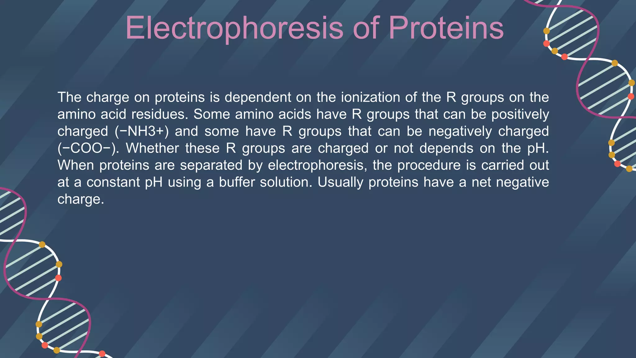 Electrophoresis of Proteins
The charge on proteins is dependent on the ionization of the R groups on the
amino acid residues. Some amino acids have R groups that can be positively
charged (−NH3+) and some have R groups that can be negatively charged
(−COO−). Whether these R groups are charged or not depends on the pH.
When proteins are separated by electrophoresis, the procedure is carried out
at a constant pH using a buffer solution. Usually proteins have a net negative
charge.
 