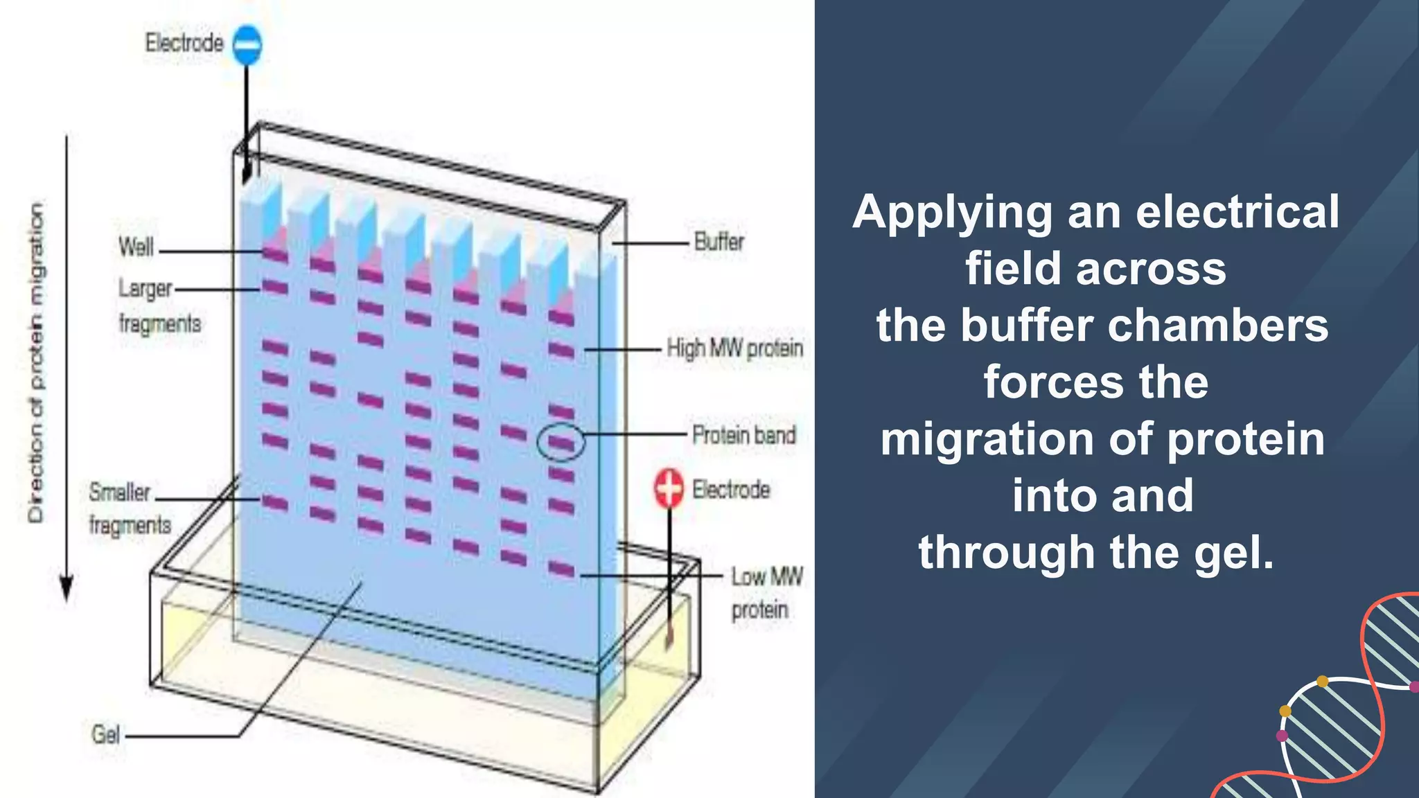 Applying an electrical
field across
the buffer chambers
forces the
migration of protein
into and
through the gel.
 