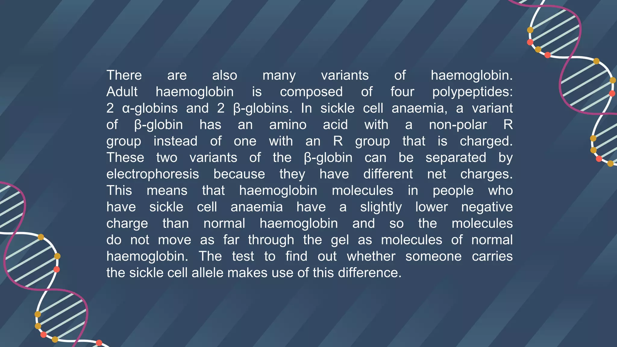 There are also many variants of haemoglobin.
Adult haemoglobin is composed of four polypeptides:
2 α-globins and 2 β-globins. In sickle cell anaemia, a variant
of β-globin has an amino acid with a non-polar R
group instead of one with an R group that is charged.
These two variants of the β-globin can be separated by
electrophoresis because they have different net charges.
This means that haemoglobin molecules in people who
have sickle cell anaemia have a slightly lower negative
charge than normal haemoglobin and so the molecules
do not move as far through the gel as molecules of normal
haemoglobin. The test to find out whether someone carries
the sickle cell allele makes use of this difference.
 