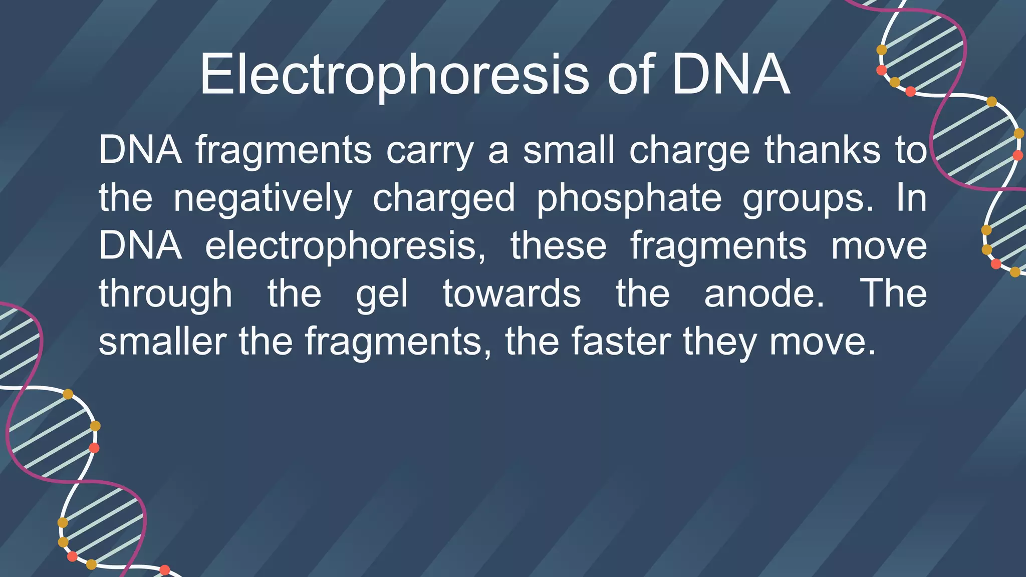 Electrophoresis of DNA
DNA fragments carry a small charge thanks to
the negatively charged phosphate groups. In
DNA electrophoresis, these fragments move
through the gel towards the anode. The
smaller the fragments, the faster they move.
 