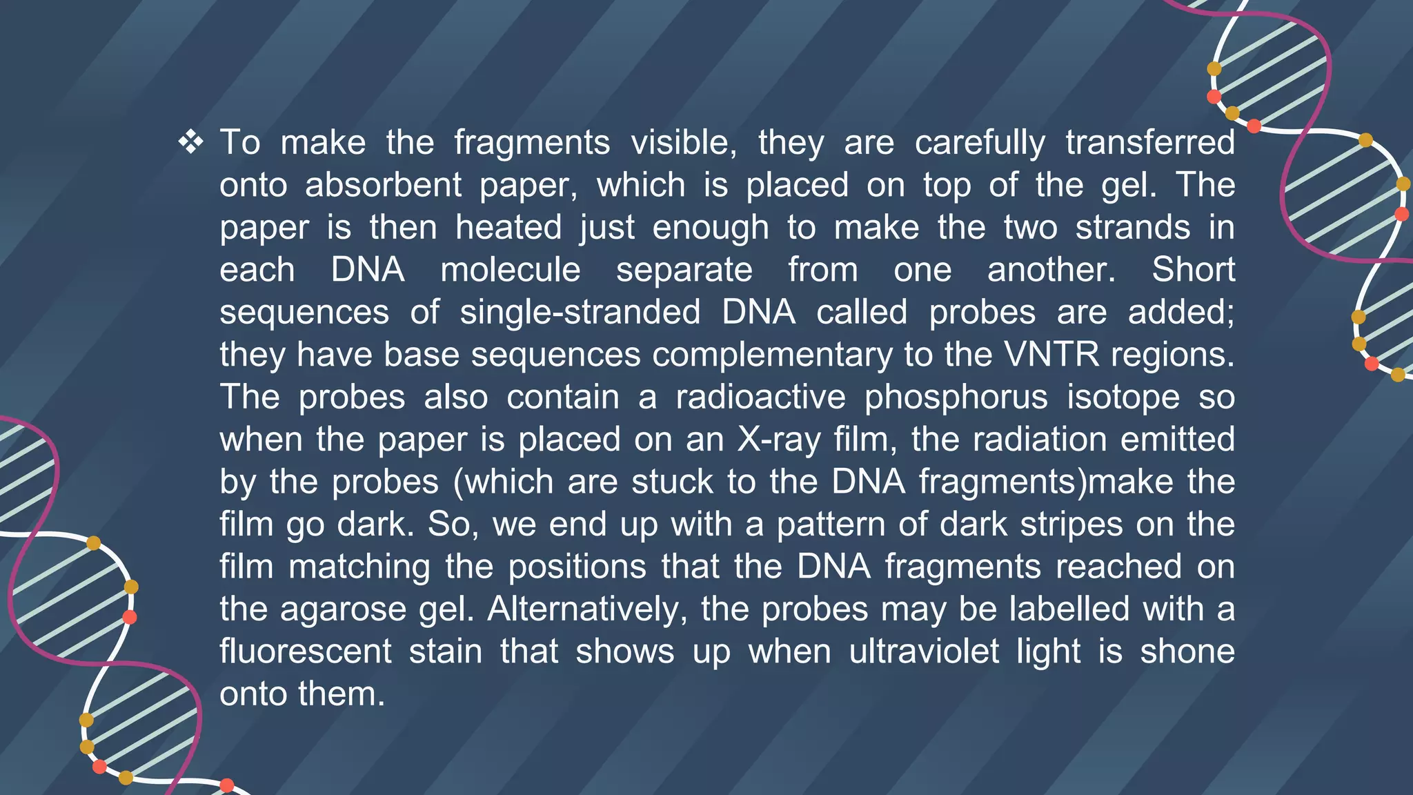  To make the fragments visible, they are carefully transferred
onto absorbent paper, which is placed on top of the gel. The
paper is then heated just enough to make the two strands in
each DNA molecule separate from one another. Short
sequences of single-stranded DNA called probes are added;
they have base sequences complementary to the VNTR regions.
The probes also contain a radioactive phosphorus isotope so
when the paper is placed on an X-ray film, the radiation emitted
by the probes (which are stuck to the DNA fragments)make the
film go dark. So, we end up with a pattern of dark stripes on the
film matching the positions that the DNA fragments reached on
the agarose gel. Alternatively, the probes may be labelled with a
fluorescent stain that shows up when ultraviolet light is shone
onto them.
 