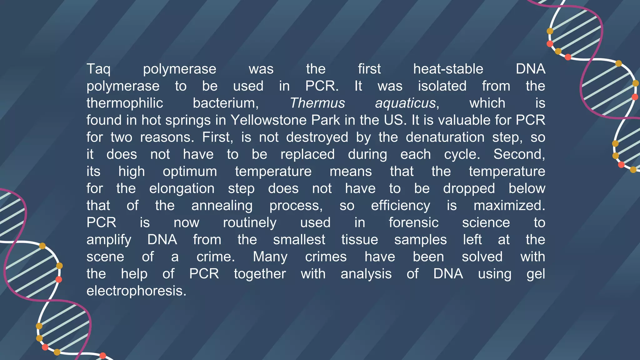 Taq polymerase was the first heat-stable DNA
polymerase to be used in PCR. It was isolated from the
thermophilic bacterium, Thermus aquaticus, which is
found in hot springs in Yellowstone Park in the US. It is valuable for PCR
for two reasons. First, is not destroyed by the denaturation step, so
it does not have to be replaced during each cycle. Second,
its high optimum temperature means that the temperature
for the elongation step does not have to be dropped below
that of the annealing process, so efficiency is maximized.
PCR is now routinely used in forensic science to
amplify DNA from the smallest tissue samples left at the
scene of a crime. Many crimes have been solved with
the help of PCR together with analysis of DNA using gel
electrophoresis.
 