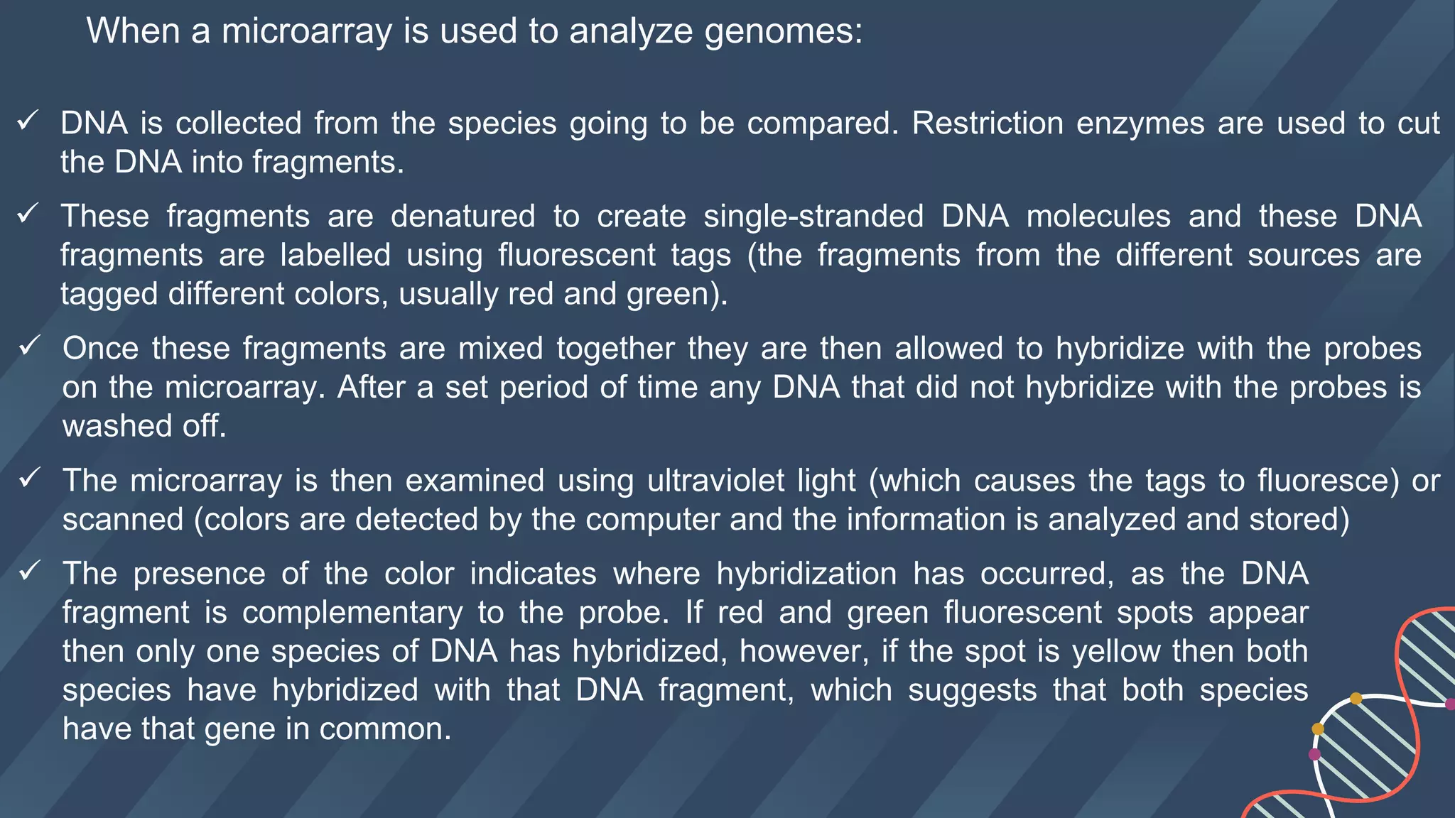 When a microarray is used to analyze genomes:
 DNA is collected from the species going to be compared. Restriction enzymes are used to cut
the DNA into fragments.
 These fragments are denatured to create single-stranded DNA molecules and these DNA
fragments are labelled using fluorescent tags (the fragments from the different sources are
tagged different colors, usually red and green).
 Once these fragments are mixed together they are then allowed to hybridize with the probes
on the microarray. After a set period of time any DNA that did not hybridize with the probes is
washed off.
 The microarray is then examined using ultraviolet light (which causes the tags to fluoresce) or
scanned (colors are detected by the computer and the information is analyzed and stored)
 The presence of the color indicates where hybridization has occurred, as the DNA
fragment is complementary to the probe. If red and green fluorescent spots appear
then only one species of DNA has hybridized, however, if the spot is yellow then both
species have hybridized with that DNA fragment, which suggests that both species
have that gene in common.
 