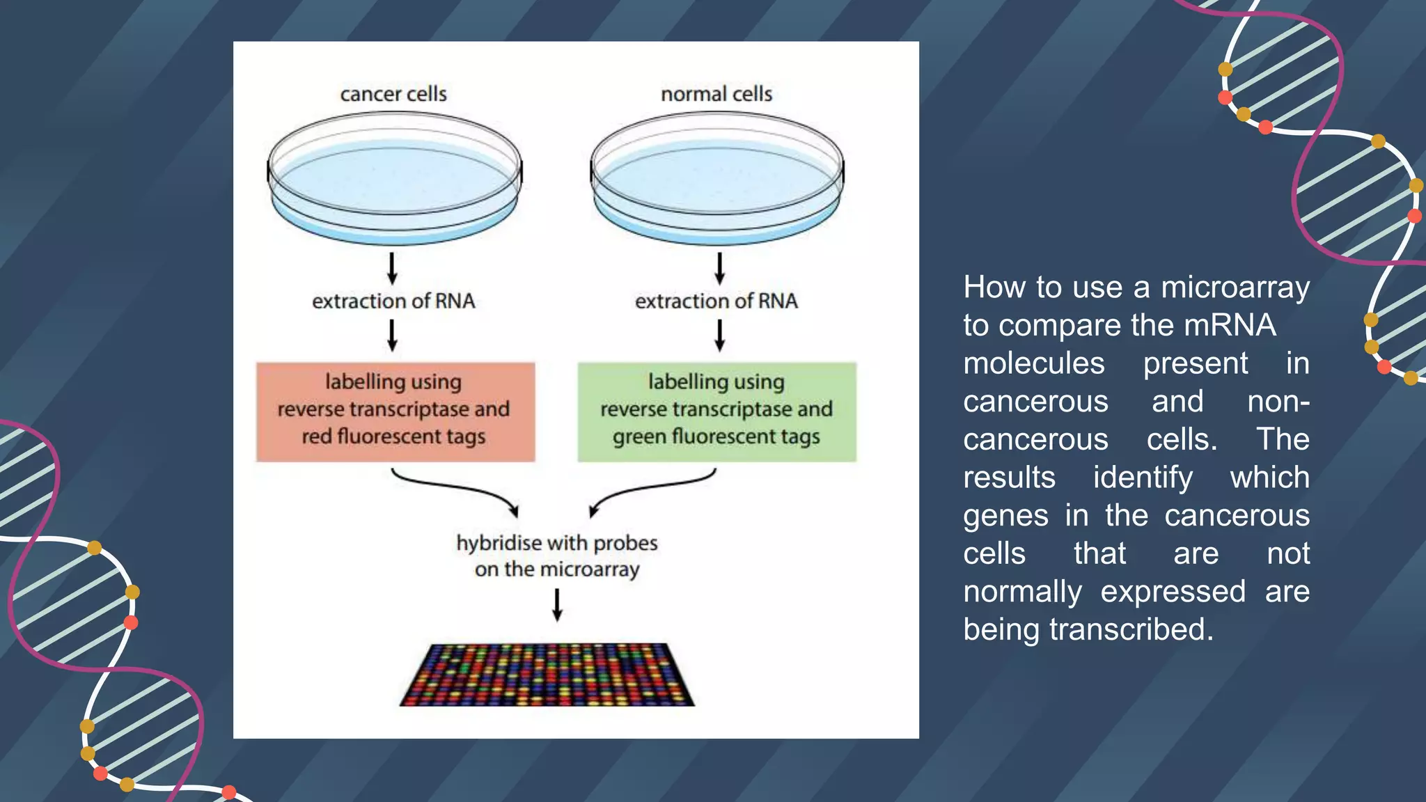 How to use a microarray
to compare the mRNA
molecules present in
cancerous and non-
cancerous cells. The
results identify which
genes in the cancerous
cells that are not
normally expressed are
being transcribed.
 
