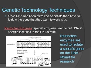 Genetic Technology Techniques
 Once DNA has been extracted scientists then have to
isolate the gene that they want to work with.
Restriction Enzymes: special enzymes used to cut DNA at
specific locations in the DNA strand
Restriction
enzymes are
used to isolate
a specific gene
on the DNA
strand for
research
 