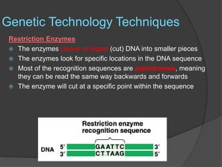 Genetic Technology Techniques
Restriction Enzymes
 The enzymes cleave or digest (cut) DNA into smaller pieces
 The enzymes look for specific locations in the DNA sequence
 Most of the recognition sequences are palindromes, meaning
they can be read the same way backwards and forwards
 The enzyme will cut at a specific point within the sequence
 
