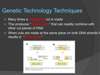 Genetic Technology Techniques
 Many times a staggered cut is made
 This produces “sticky ends” that can readily combine with
other cut pieces of DNA
 When cuts are made at the same place on both DNA strands it
results in “blunt ends”
 