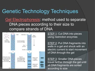 Genetic Technology Techniques
Gel Electrophoresis: method used to separate
DNA pieces according to their size to
compare strands of DNA
STEP 1: Cut DNA into pieces
using restriction enzymes
STEP 2: Put DNA fragments into
wells in a gel and shock with an
electric current to start movement
of DNA through the gel
STEP 3: Smaller DNA pieces
travel farther through the gel until
all DNA fragments are sorted
according to size
 