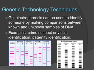 Genetic Technology Techniques
 Gel electrophoresis can be used to identify
someone by making comparisons between
known and unknown samples of DNA
 Examples: crime suspect or victim
identification, paternity identification,
 