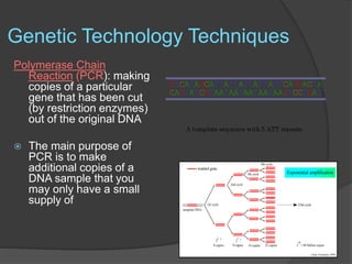 Genetic Technology Techniques
Polymerase Chain
Reaction (PCR): making
copies of a particular
gene that has been cut
(by restriction enzymes)
out of the original DNA
 The main purpose of
PCR is to make
additional copies of a
DNA sample that you
may only have a small
supply of
 