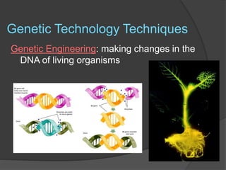 Genetic Technology Techniques
Genetic Engineering: making changes in the
DNA of living organisms
 