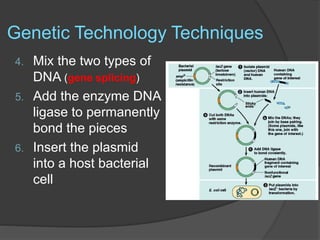 Genetic Technology Techniques
4. Mix the two types of
DNA (gene splicing)
5. Add the enzyme DNA
ligase to permanently
bond the pieces
6. Insert the plasmid
into a host bacterial
cell
 